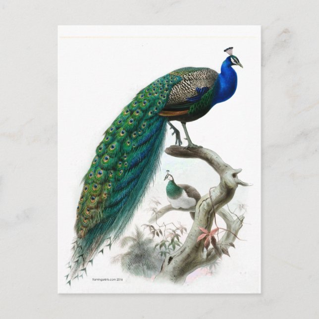 Vintage Peacock Illustration Postcard (Front)