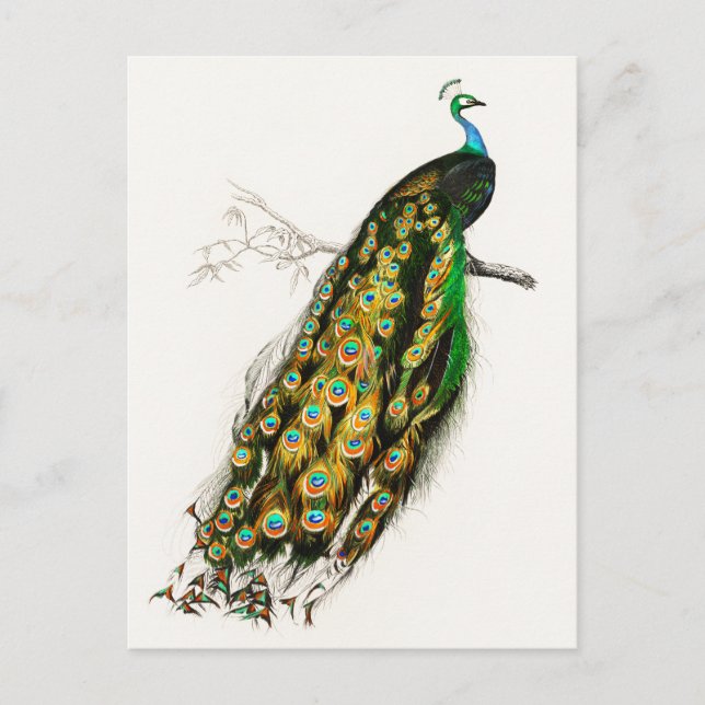 Vintage Peacock Illustration Postcard (Front)