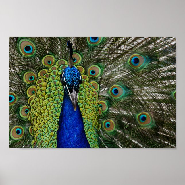 Vintage Peacock Illustration Poster (Front)