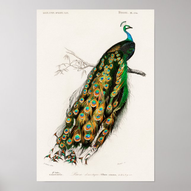 Vintage Peacock Illustration Poster (Front)