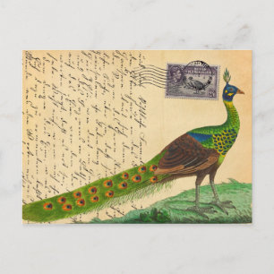 Vintage Peacock Letter with Stamp & Postmark Postcard