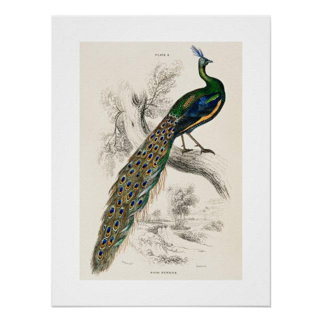 Vintage Peacock Natural History Print (Front)
