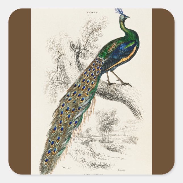Vintage Peacock Natural History Print Square Sticker (Front)