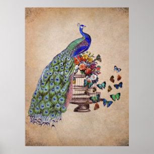 Vintage Peacock on cage Poster