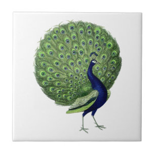 Vintage Peacock Open Fan Tile
