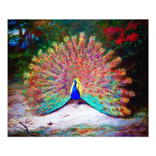 Vintage Peacock Painting Photo Print (Front)