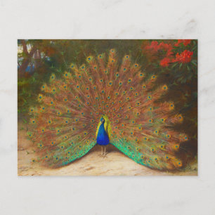 Vintage Peacock Painting Postcard