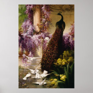 Vintage Peacock Poster