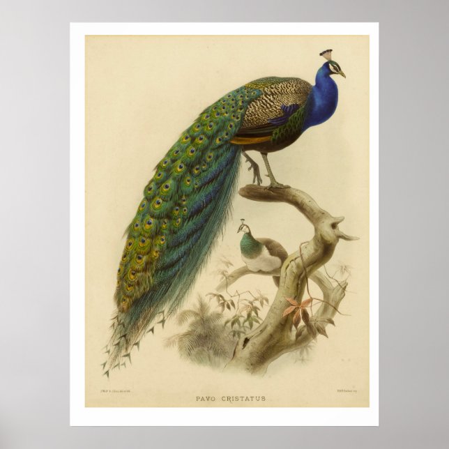 Vintage Peacock Poster (Front)
