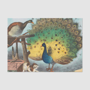 Vintage peacocks and a cat tissue paper