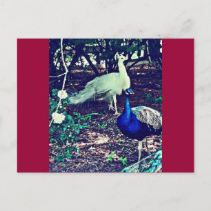 Vintage Peacocks Postcard