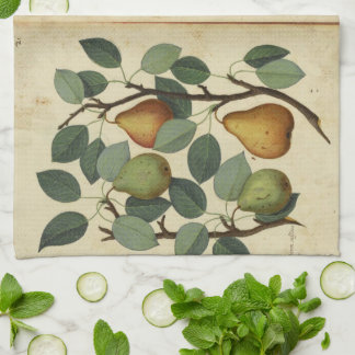 Vintage Pear Botanical Fruit Illustration Tea Towel