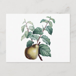 Vintage Pear Postcard