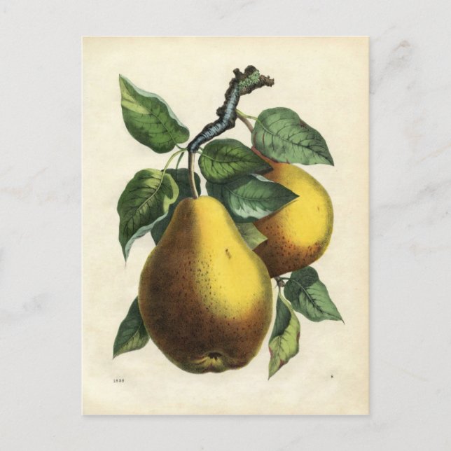 Vintage pear postcard (Front)
