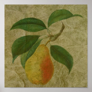 Vintage Pear Poster