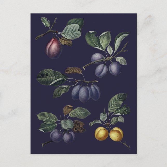 Vintage Pears and Plums Postcard (Front)