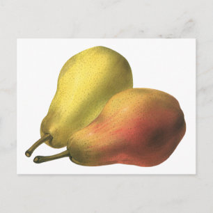 Vintage Pears, Organic Foods, Ripe Fruit Postcard