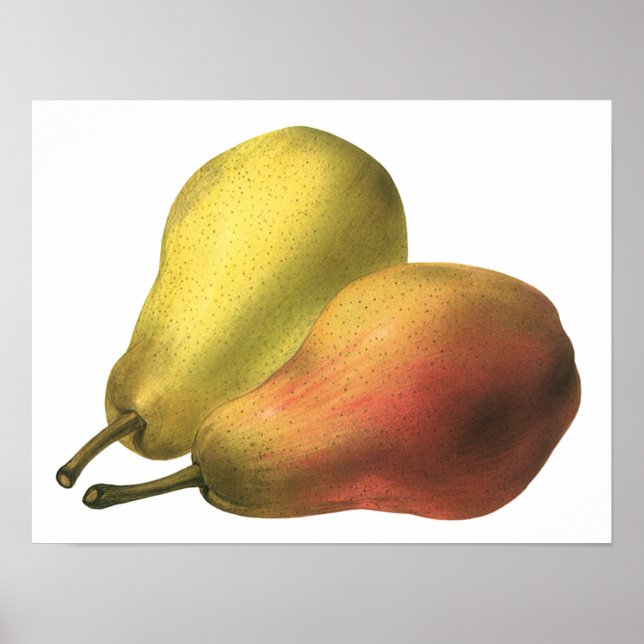 Vintage Pears, Organic Foods, Ripe Fruit Poster (Front)