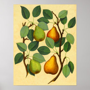 Vintage Pears Poster