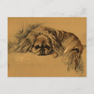 Vintage Pekingeses Puppy Postcard