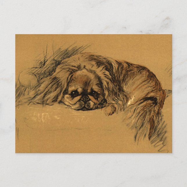 Vintage Pekingeses Puppy Postcard (Front)
