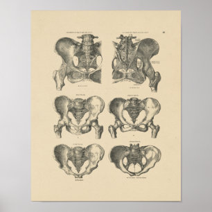 Vintage Pelvic Bones Anatomy 1880 Print