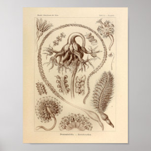 Vintage Pennatulida Colour Ernst Haeckel Print