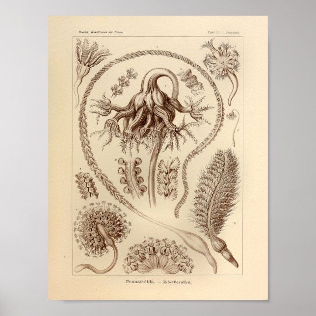 Vintage Pennatulida Colour Ernst Haeckel Print (Front)