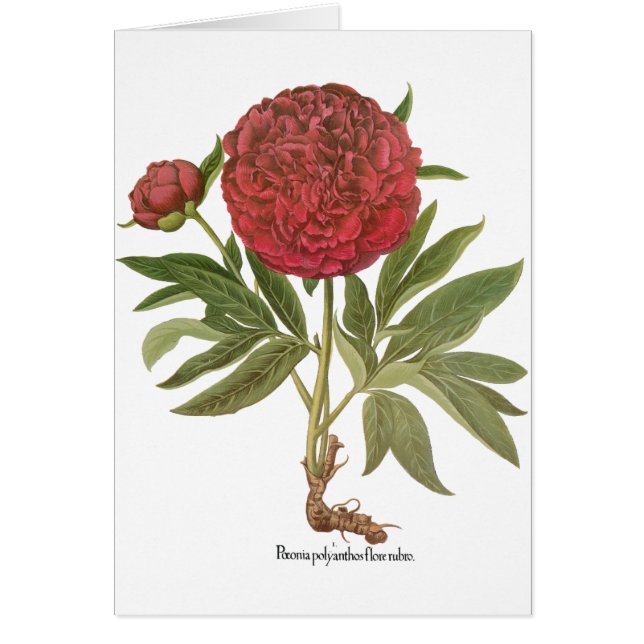 Vintage Peonies, Peony Flowers by Basilius Besler (Front)