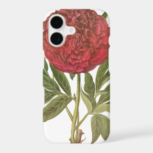 Vintage Peonies, Peony Flowers by Basilius Besler