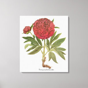Vintage Peonies, Peony Flowers by Basilius Besler Canvas Print