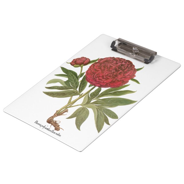 Vintage Peonies, Peony Flowers by Basilius Besler Clipboard (Angled)