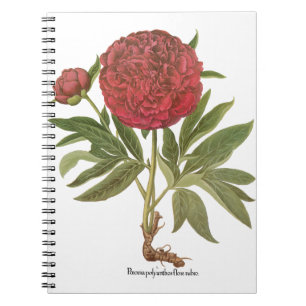 Vintage Peonies, Peony Flowers by Basilius Besler Notebook