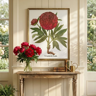 Vintage Peonies, Peony Flowers by Basilius Besler Poster