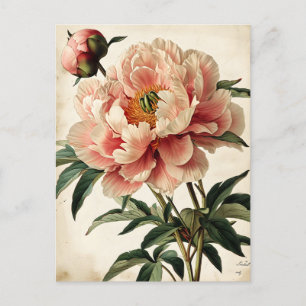 Vintage Peonies Postcard
