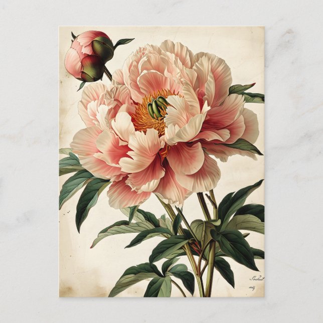 Vintage Peonies Postcard (Front)