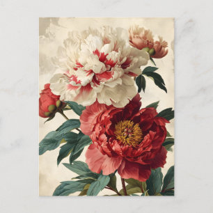 Vintage Peonies  Postcard