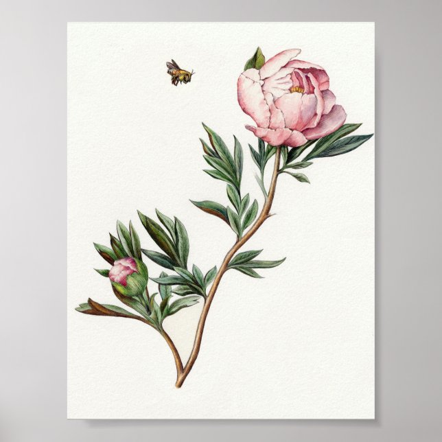 Vintage Peony Image Poster (Front)