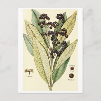 Vintage pepper illustration postcard recipe card
