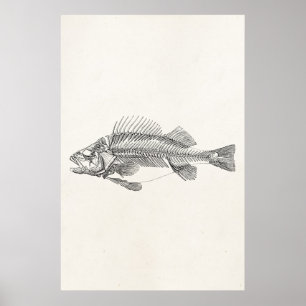 Vintage Perch Fish Skeleton - Fishes Template Poster