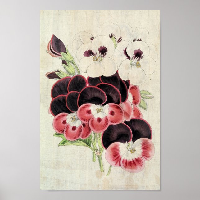 Vintage Perdita, Modesty & Garibaldi Pelargoniums Poster (Front)