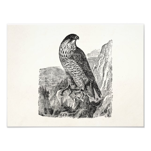 Vintage Peregrine Falcon Personalised Retro Birds Photo Print (Front)