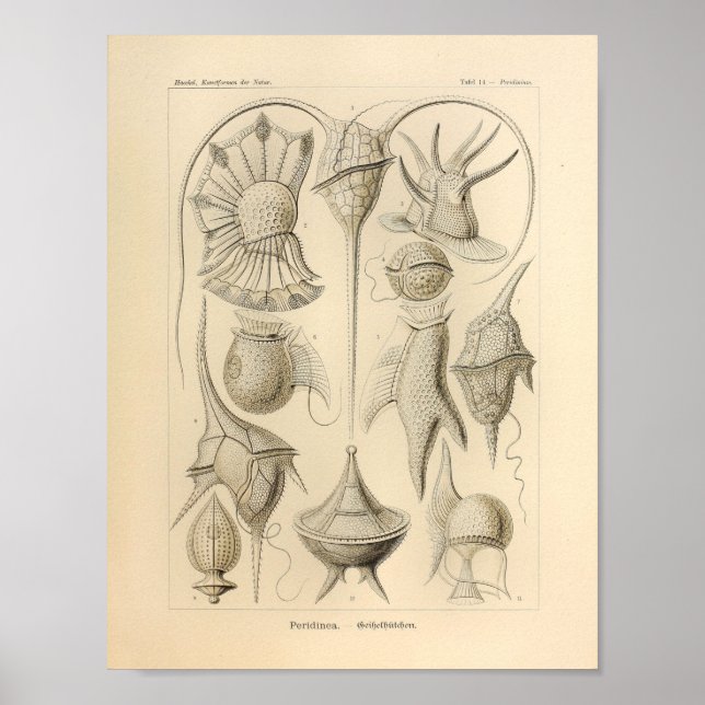 Vintage Peridinea Colour Ernst Haeckel Print (Front)