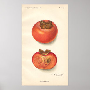 Vintage Persimmon Poster