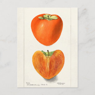 Vintage Persimmons Fruit Watercolor Painting Postcard