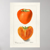 Vintage Persimmons Fruit Watercolor Painting