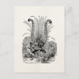 Vintage Personalised Bird - Retro Lyrebird Birds Postcard