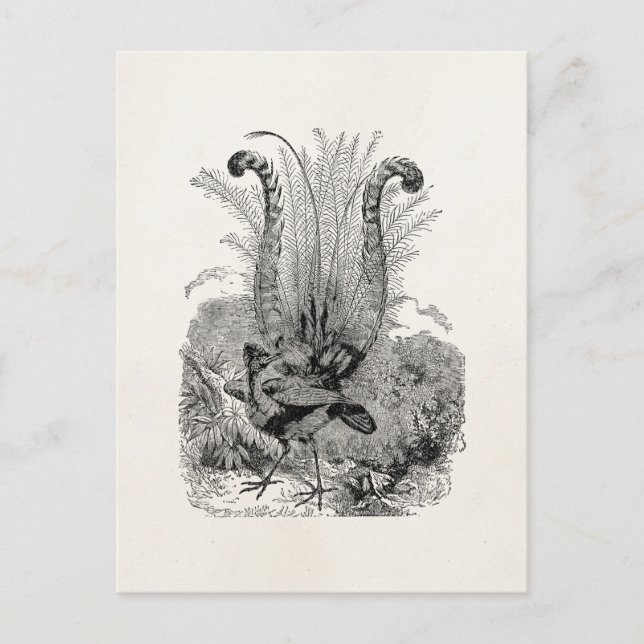 Vintage Personalised Bird - Retro Lyrebird Birds Postcard (Front)