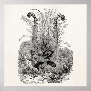 Vintage Personalised Bird - Retro Lyrebird Birds Poster
