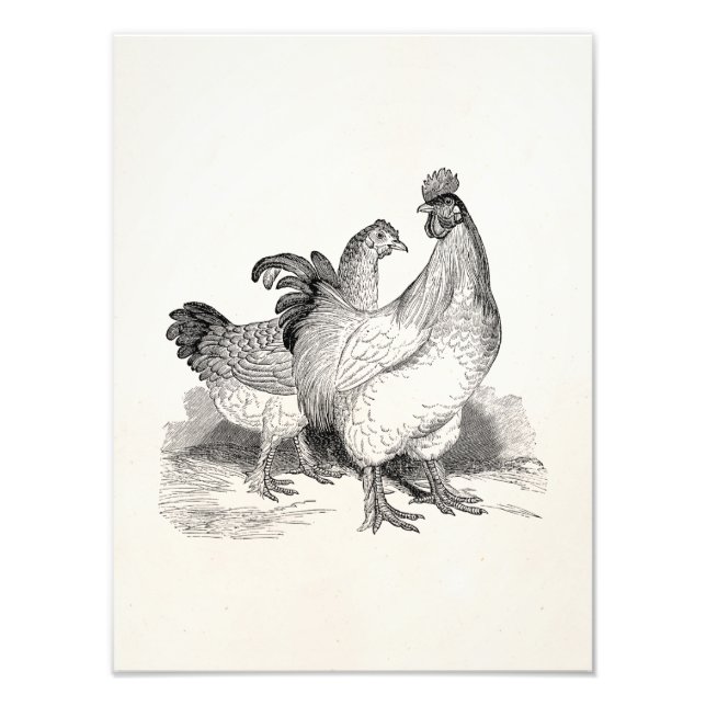 Vintage Personalised Chicken Rooster Cochin Birds Photo Print (Front)